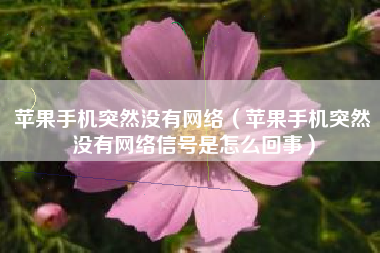 苹果手机突然没有网络（苹果手机突然没有网络信号是怎么回事）